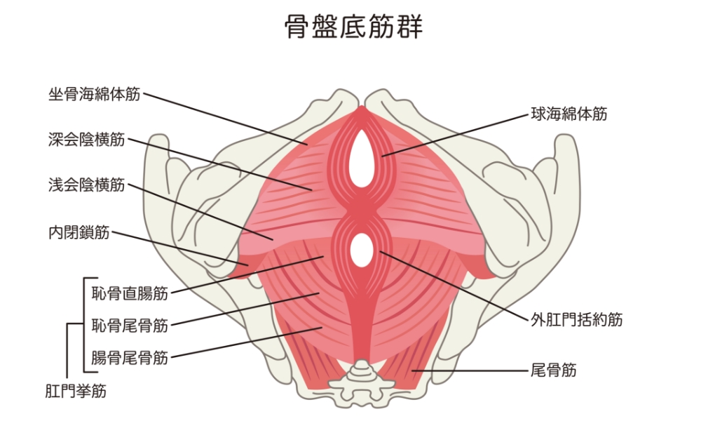 骨盤底筋群