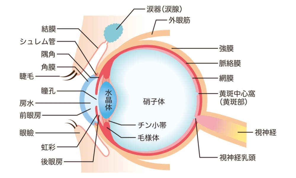 目の解剖イラスト