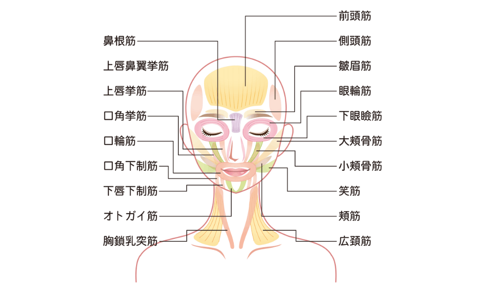顔の表情筋